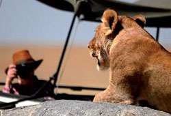 afrika