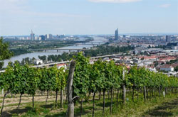Viden vinice