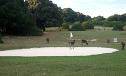 Chorvatsko-brijuni-golf-ter