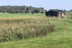 litva-vilkes-trava-250