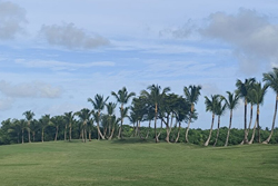 dom bavaro 2 250