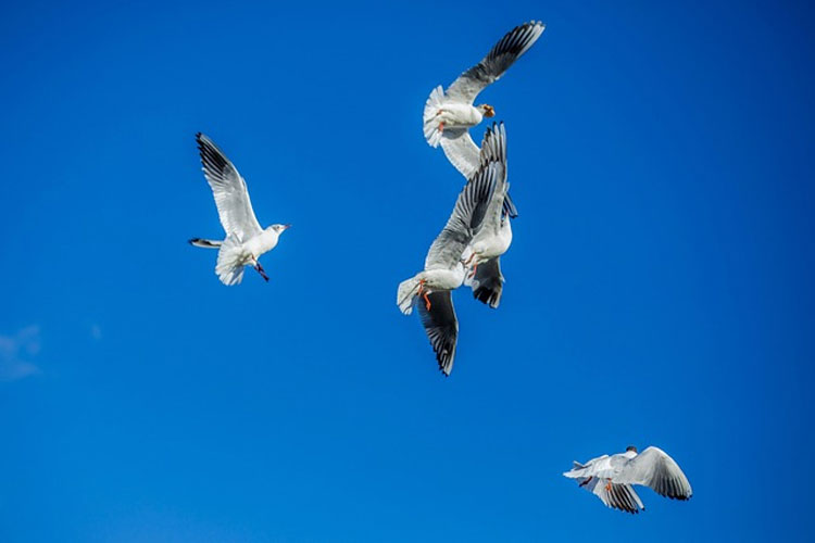 albatros-pixabay-750